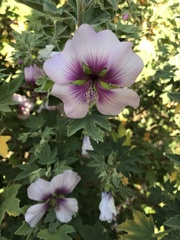 Malva subovata bicolor