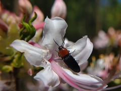 Ampedus rubricollis