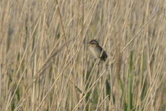 Acrocephalus melanopogon