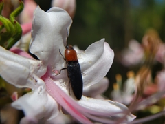 Ampedus rubricollis