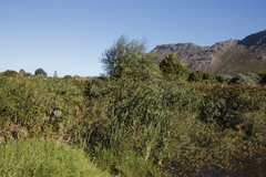 Salix mucronata mucronata