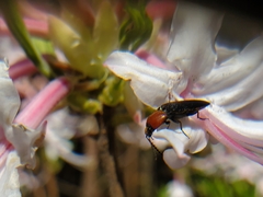 Ampedus rubricollis