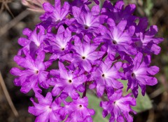 Abronia villosa aurita