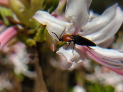 Ampedus rubricollis