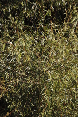 Salix mucronata mucronata