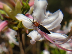 Ampedus rubricollis