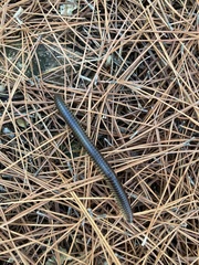 Pachyiulus flavipes