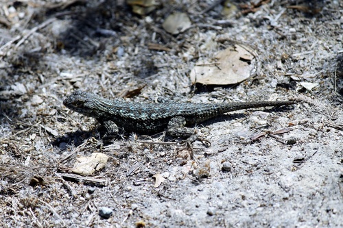 iNaturalist observation photo of Western Fence Lizard