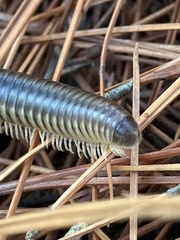 Pachyiulus flavipes