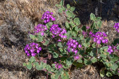 Abronia villosa aurita