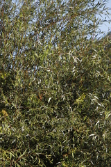 Salix mucronata mucronata