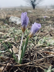 Crocus tauricus