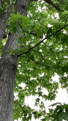 Liquidambar styraciflua