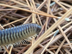 Pachyiulus flavipes