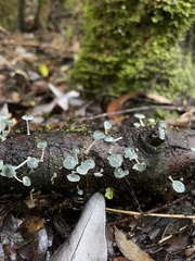 Mycena cyanocephala