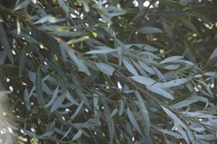 Salix mucronata mucronata