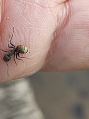 Camponotus arboreus