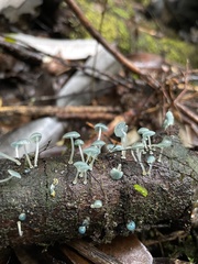 Mycena cyanocephala