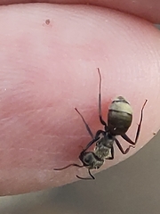 Camponotus arboreus