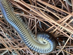 Pachyiulus flavipes