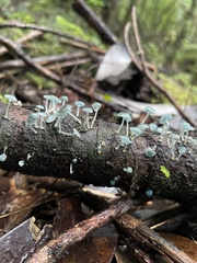 Mycena cyanocephala
