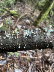 Mycena cyanocephala