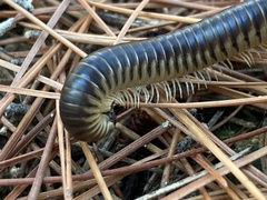 Pachyiulus flavipes
