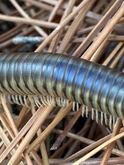 Pachyiulus flavipes