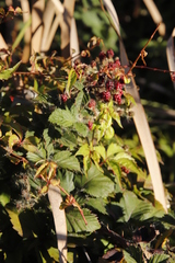 Rubus affinis