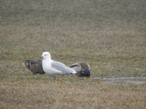 Ring-billed Gull photographed in Minnesota