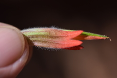 Castilleja scabrida