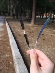 Upupa epops