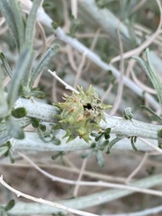 Rhopalomyia utahensis