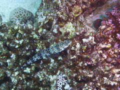 Synodus variegatus