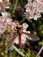 Physocephala burgessi