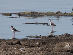 Himantopus himantopus