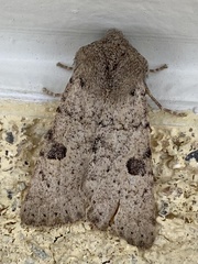 Agrotis vetusta