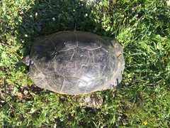 Testudo marginata