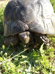 Testudo marginata
