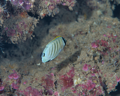 Chaetodon multicinctus