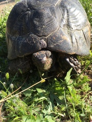 Testudo marginata