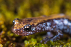 Plethodon idahoensis