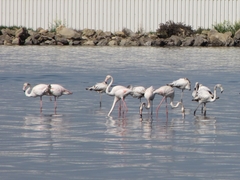 Phoenicopterus roseus