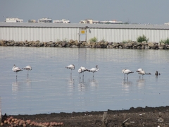 Phoenicopterus roseus