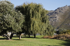 Salix babylonica babylonica