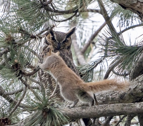 Great Horned Owl photographed in New York