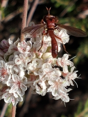 Physocephala burgessi
