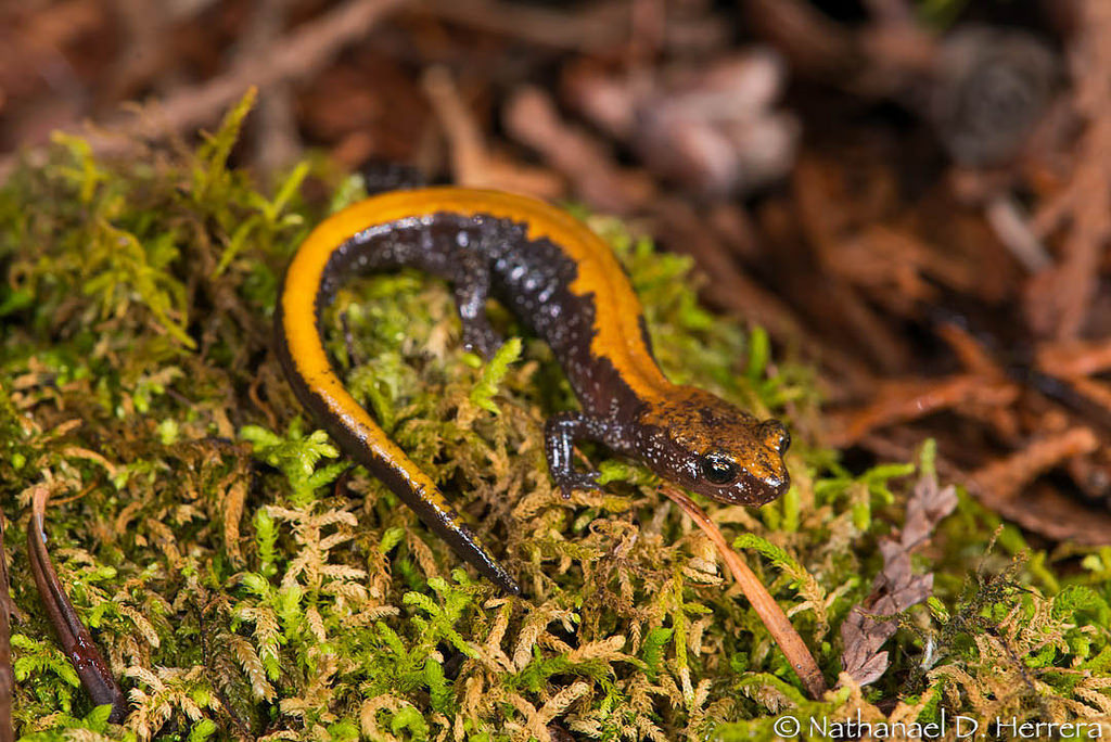 Coeur D'alene Salamander