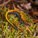Salamandra de Alene - Photo (c) Nathanael Herrera, algunos derechos reservados (CC BY-NC), uploaded by Nathanael Herrera