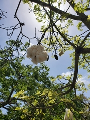 Ceiba insignis